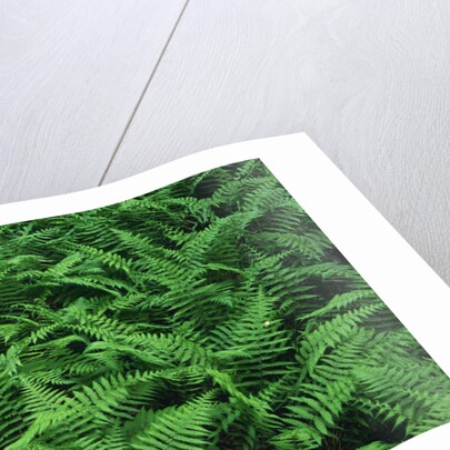 Evergreen Wood Ferns by Anonymous