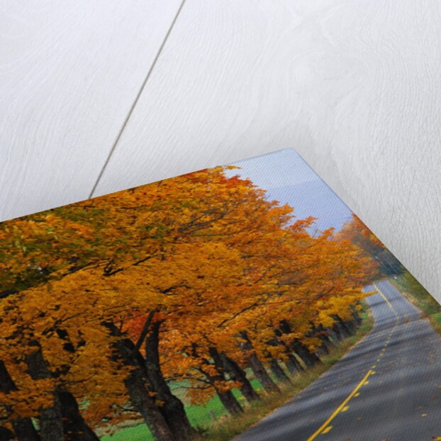 Rural Road in Autumn by Anonymous