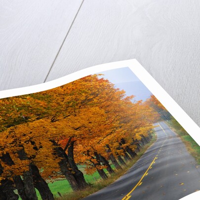 Rural Road in Autumn by Anonymous