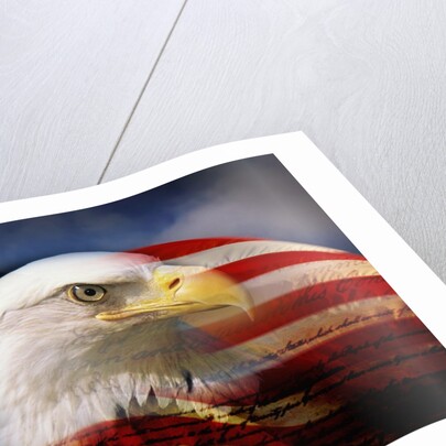 Bald Eagle Head and American Flag by Anonymous