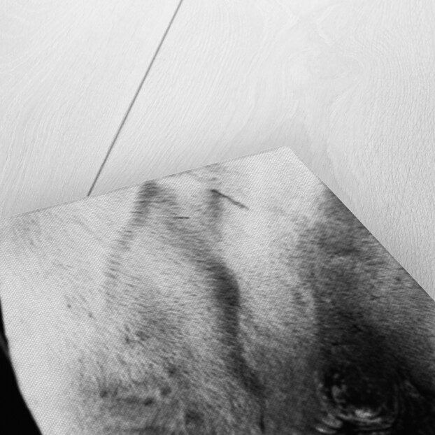 Nose of Lippizaner Stallion by Anonymous