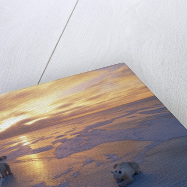 Polar Bears on Ice Pack at Sunset by Anonymous