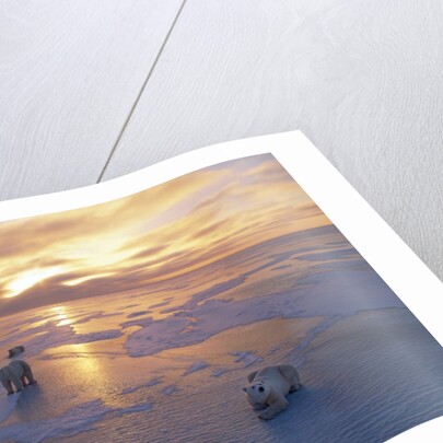 Polar Bears on Ice Pack at Sunset by Anonymous
