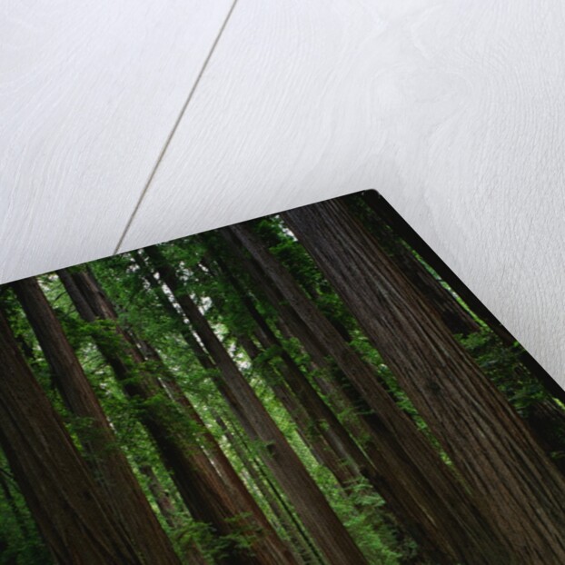 Redwood Forest by Anonymous