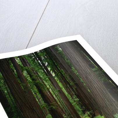 Redwood Forest by Anonymous