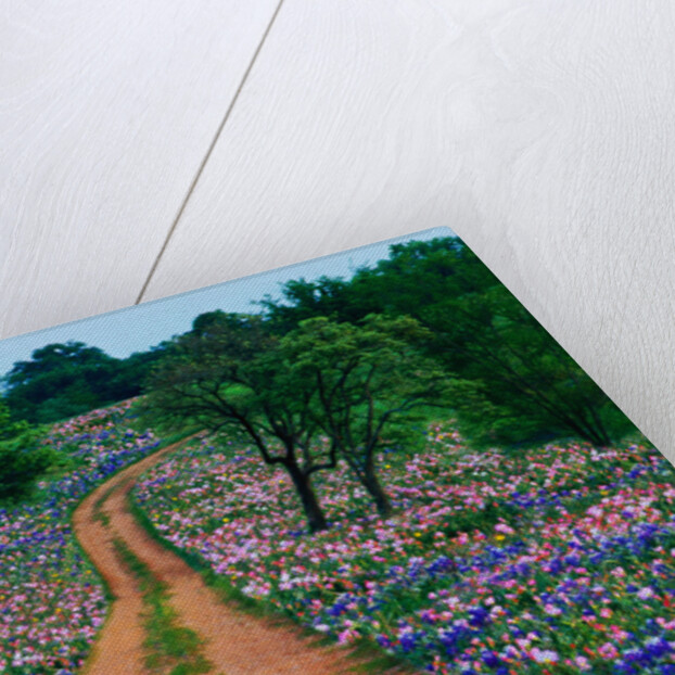 Wildflowers Along a Dirt Road by Anonymous