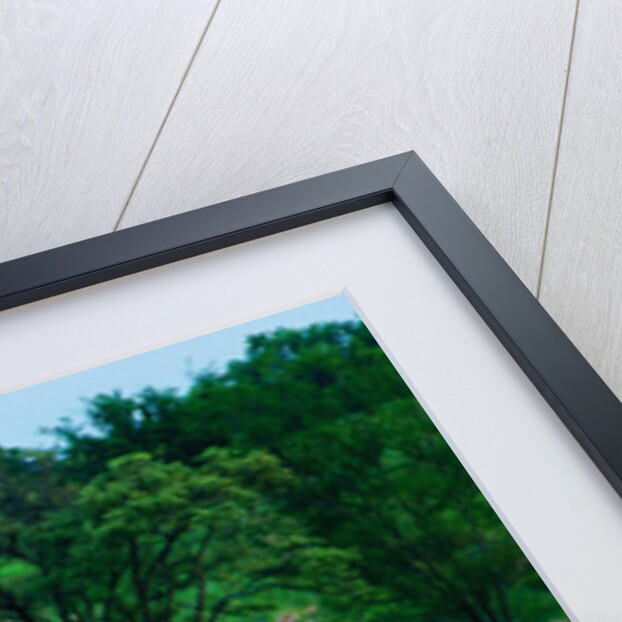 Wildflowers Along a Dirt Road by Anonymous