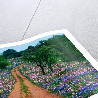 Wildflowers Along a Dirt Road by Anonymous