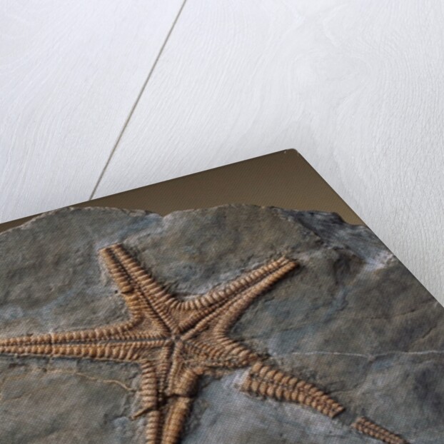 Fossilized Starfish by Anonymous