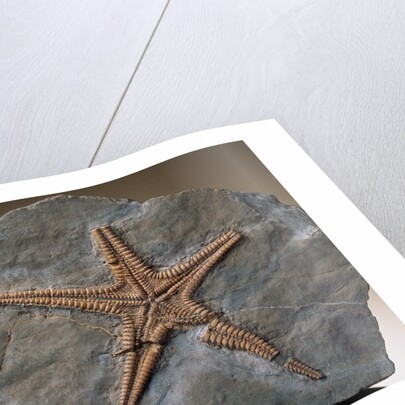 Fossilized Starfish by Anonymous