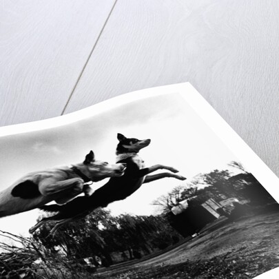 Dogs Leaping Over Wire Fence by Anonymous