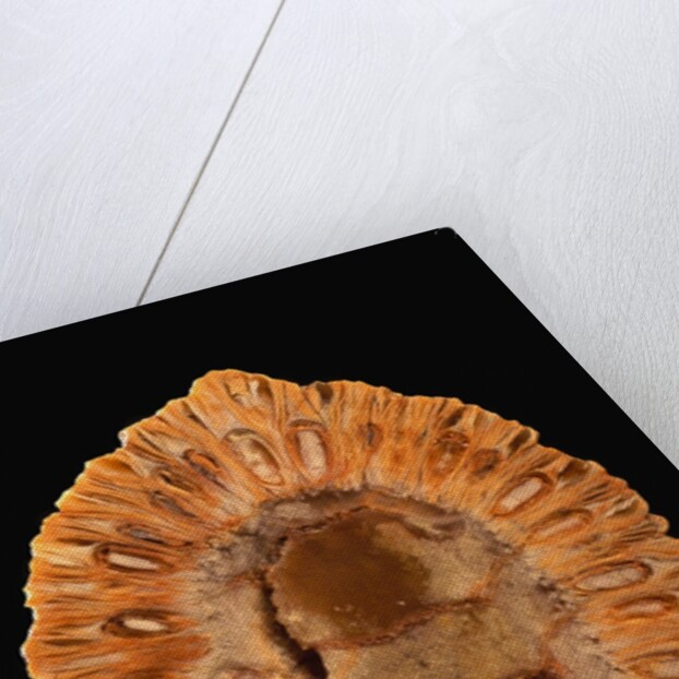 Fossilized Pine Cone by Anonymous