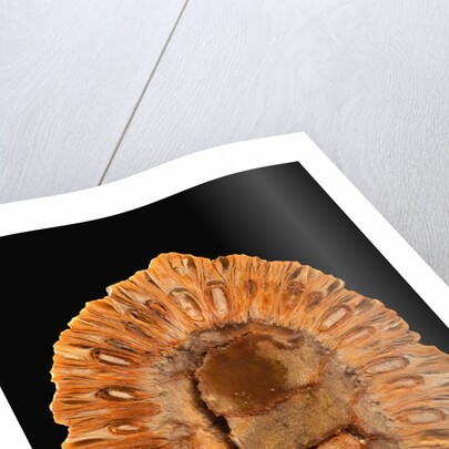 Fossilized Pine Cone by Anonymous