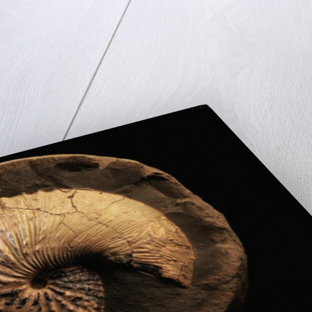 Jeletzkytes Nebrascensis Fossil by Anonymous