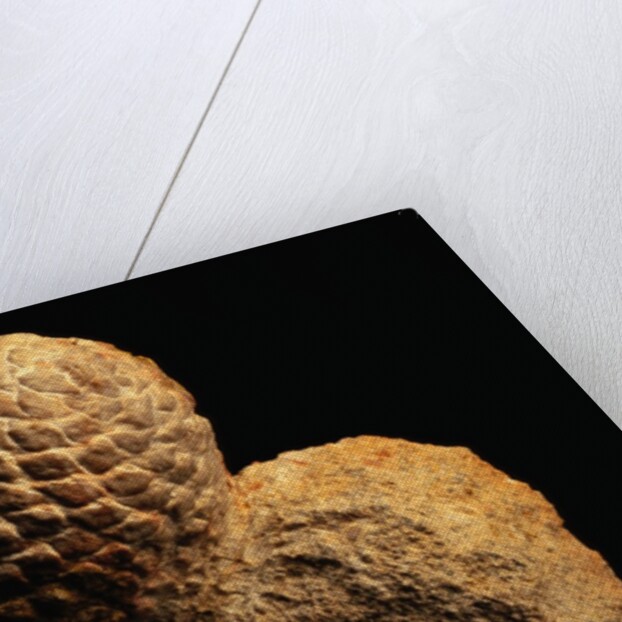 Fossilized Pine Cone by Anonymous