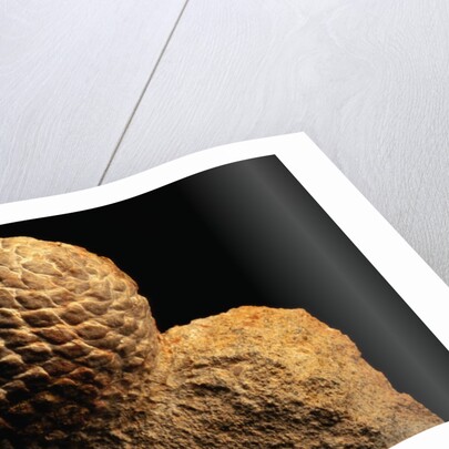 Fossilized Pine Cone by Anonymous