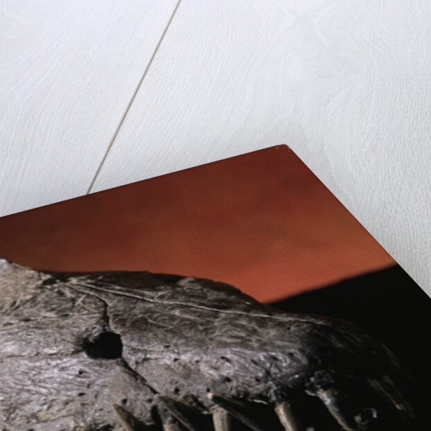 Fossil Crocodile Skull by Anonymous