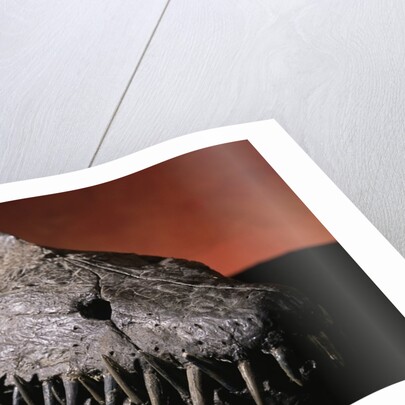 Fossil Crocodile Skull by Anonymous