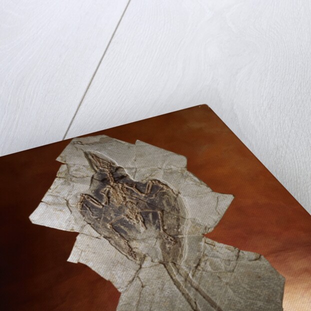 Fossil Bird by Anonymous