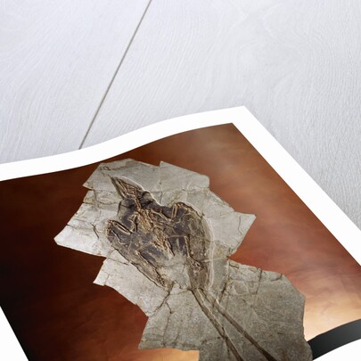 Fossil Bird by Anonymous