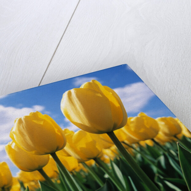 Yellow Tulips by Anonymous