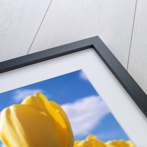 Yellow Tulips by Anonymous