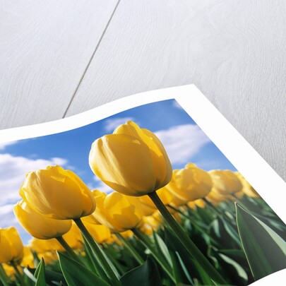Yellow Tulips by Anonymous