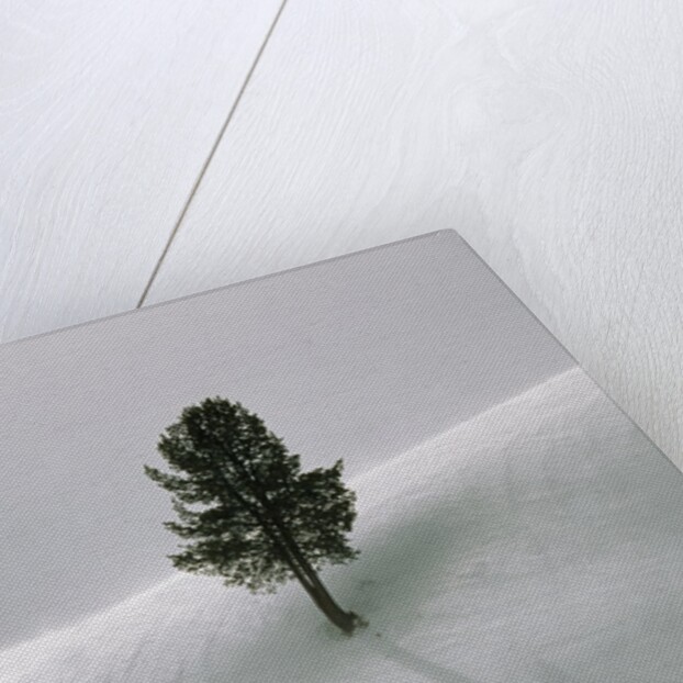 Lone Lodgepole Pine in the Snow by Anonymous