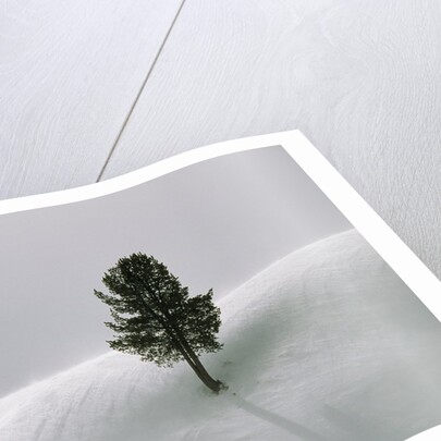 Lone Lodgepole Pine in the Snow by Anonymous