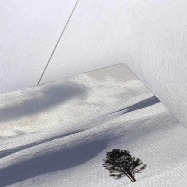 Lodgepole Pine in Snow by Anonymous