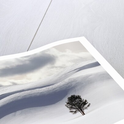 Lodgepole Pine in Snow by Anonymous