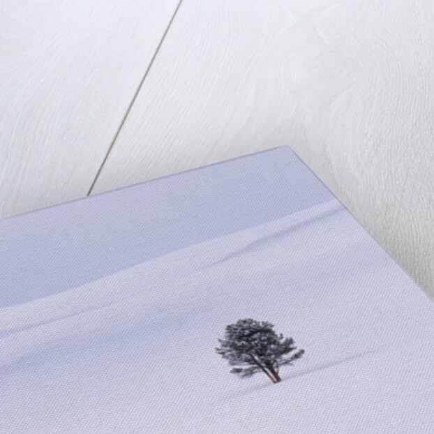 Lodgepole Pine in Snow by Anonymous