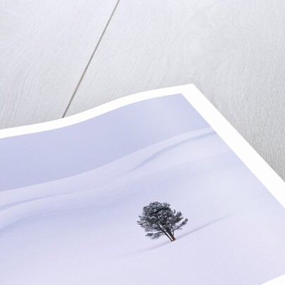 Lodgepole Pine in Snow by Anonymous