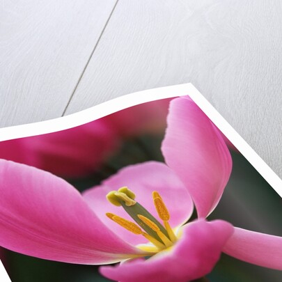 Pink Tulip Close-Up by Anonymous