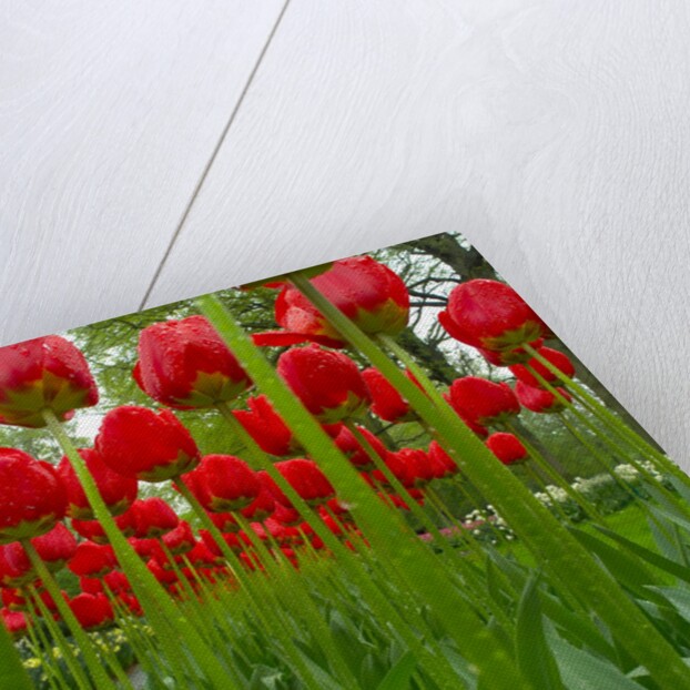 Red Tulips with Raindrops by Anonymous