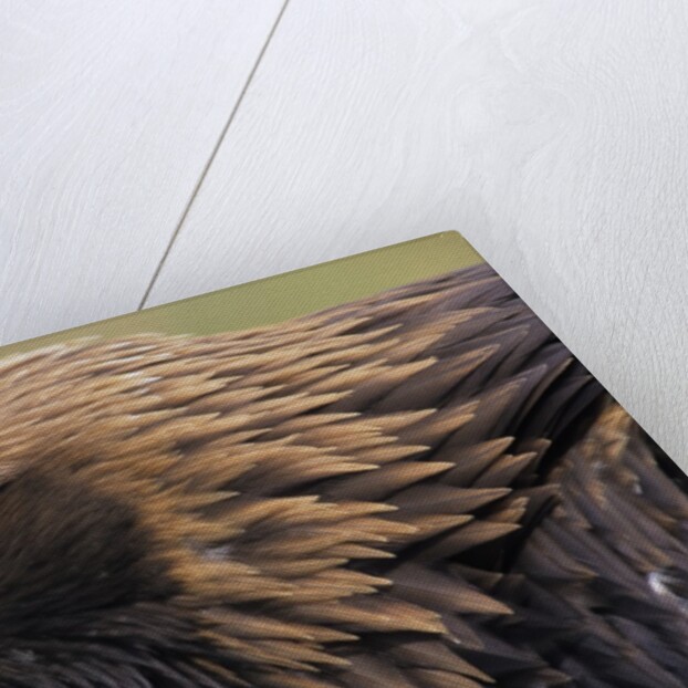 Golden Eagle Head in Profile by Anonymous