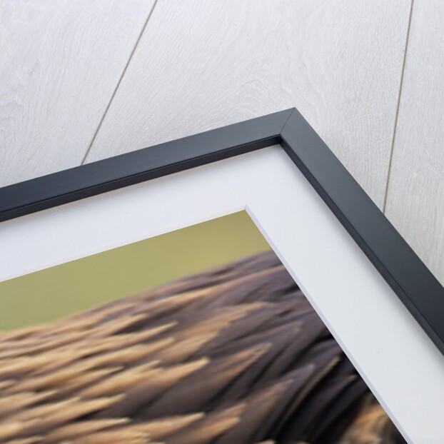 Golden Eagle Head in Profile by Anonymous