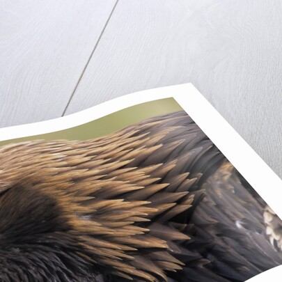 Golden Eagle Head in Profile by Anonymous
