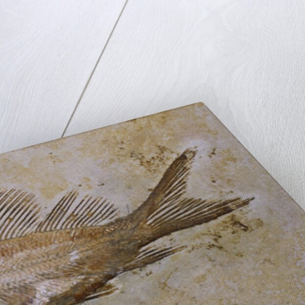 Propterus Elongatus Fish Fossil by Anonymous