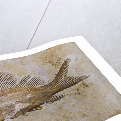Propterus Elongatus Fish Fossil by Anonymous