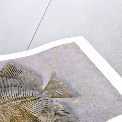 Macromesodon Macropterus Fish Fossil by Anonymous