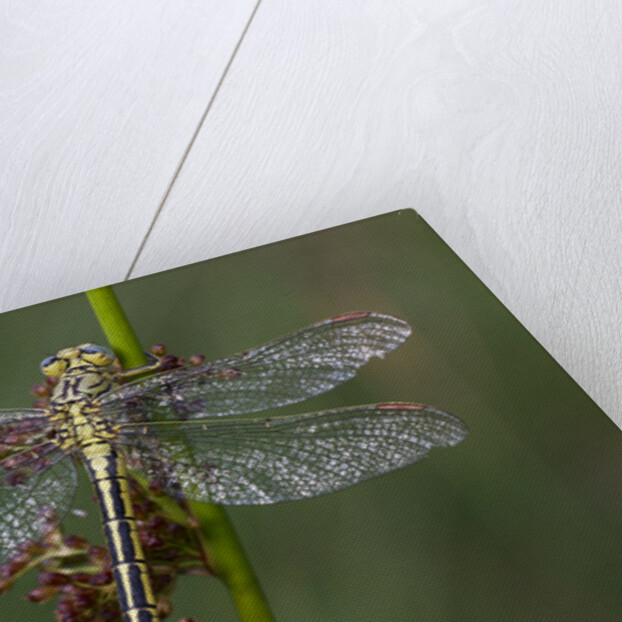 Female Western Clubtail by Anonymous