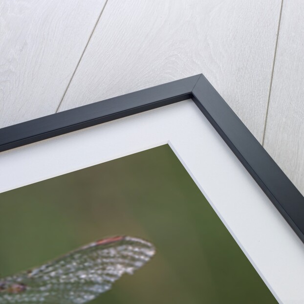 Female Western Clubtail by Anonymous