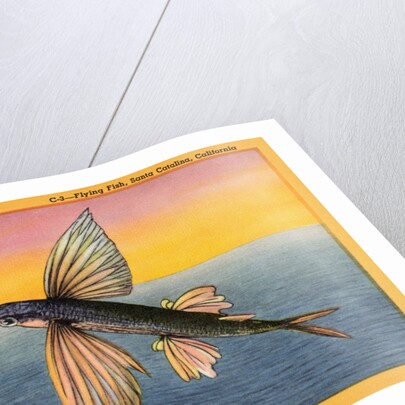 Flying Fish by Anonymous