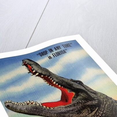 Drop in Any Time in Florida Postcard by Anonymous