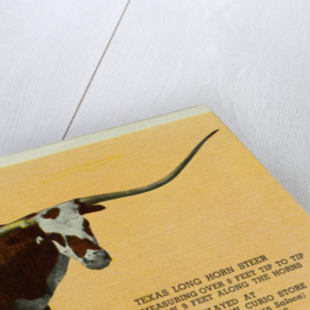 Texas Longhorn by Anonymous