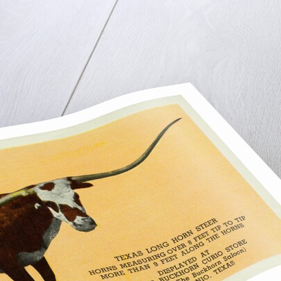 Texas Longhorn by Anonymous