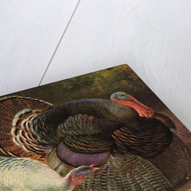 Postcard of Turkeys by Anonymous