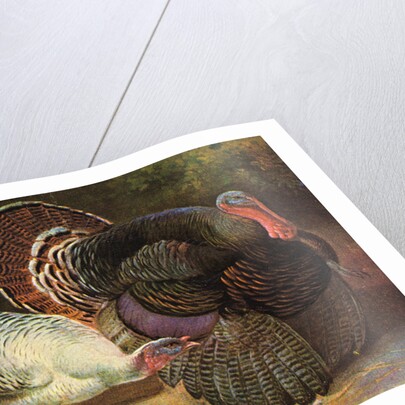Postcard of Turkeys by Anonymous