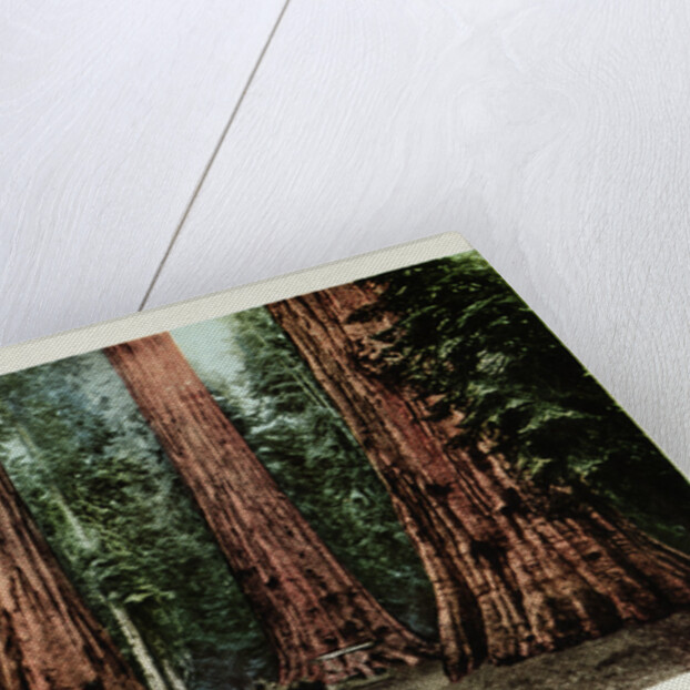 Big Trees in California Postcard by Anonymous